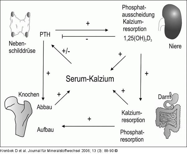 Kalziumspiegel - Serum