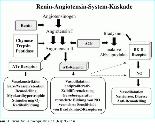 Renin-Angiotensin-System-Kaskade