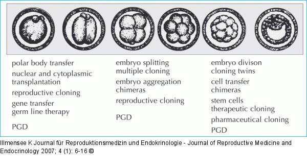 Mammalian embryos