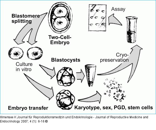 Splitting - Early Embryo