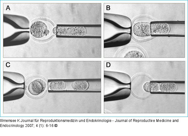 Mouse donor embryo