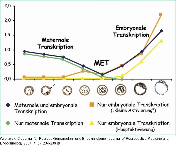 Embryonalentwicklung - Rind