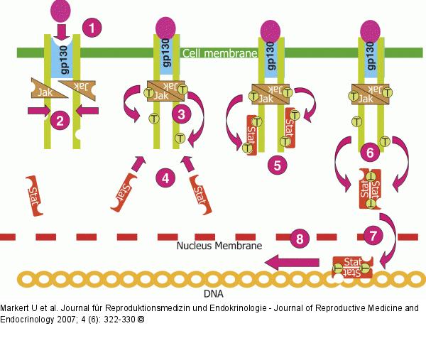Jak-STAT signal transducing pathway