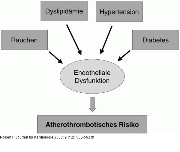 Endothele Dysfunktion - Atherothrombose