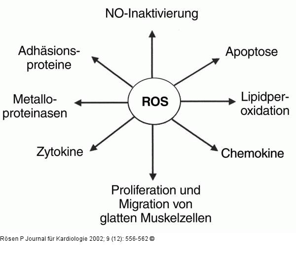 Sauerstoffradikale - Atherosklerose