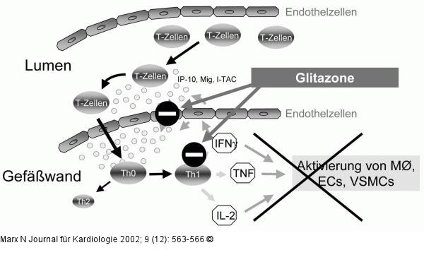 Glitazone - Atherogenese