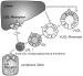 Abb. 5: Familire Hypercholesterinmie - Ursache