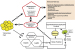 Aktuelles Bild - Abb. 1: Testosteron - Metabolisches Syndrom