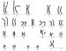 Abb. 1: Female karyotype