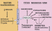 Abb. 1: Pedersen/Freinkel-Hypothese
