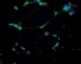 Aktuelles Bild - Abb. 1: OPN