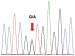 Abb. 3: DNA-Sequenzierung