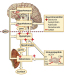 Abb. 1: Hypothalamus-Hypophysen-Nebennierenrinden-Achse