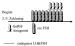 Abb. 1: IVF-Protokoll
