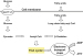 Fig. 3: Myocardial Metabolism