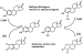 Abb. 2: Estradiol metabolism
