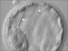 Abb. 7: Blastocyst