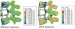 Abb. 6: Kyphosis