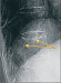 Aktuelles Bild - Abb. 1: Thoracic vertebra