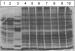 Fig. 1: Aquaporinexpression - Proteinexpression