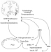 Abb. 1: Epilepsie - AED - endokrine Organe