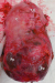 Aktuelles Bild - Abb. 3: Uterusprparat