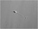 Abb. 1: Sperm viability