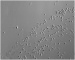 Abb. 3: Sperm selection