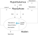 Abb. 2: Hypogonadismus
