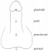 Aktuelles Bild - Abb. 1: Harnrhre