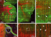 Fig. 4a-f: Multimodal NLO