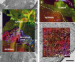 Fig. 5a-c: NLO imaging