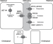 Abb. 1: Gallensteinpathogenese