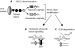 Fig. 1a-c: Glycosaminoglycans and Glioma Invasion