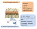 Abb. 1: CED-Therapie