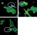 Aktuelles Bild - Abb. 3: Chondrozyten