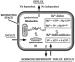 Fig. 4: Herzzellen - Magnesiumefflux