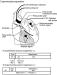 Fig. 1: Magnesium - intrakoronar - intravens