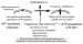 Fig. 1: Mitochondrien - Permeabilitt