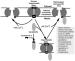 Fig. 3: Mitochondrien - Permeabilitt