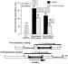 Fig. 5: Mitochondrien - Permeabilitt