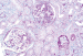 Aktuelles Bild - Abb. 3: Light microscopy