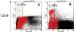 Abb. 3A-B: Endotheliale Progenitorzellen - CD34+