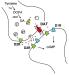 Abb. 1: Dopaminerage Synapse