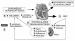 Abb. 3: BNP -  Definition und Pathophysiolgie