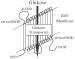 Abb. 1: Glukosetransporter