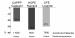 Abb. 3: Diabetes - ACE-Hemmer - A-II-A