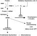 Abb. 3: Asymmetrisches Dimethylarginin