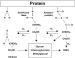Abb. 4: Advanced glycation end products (AGE)