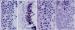 Abb. 3a-d: Spermatogenese